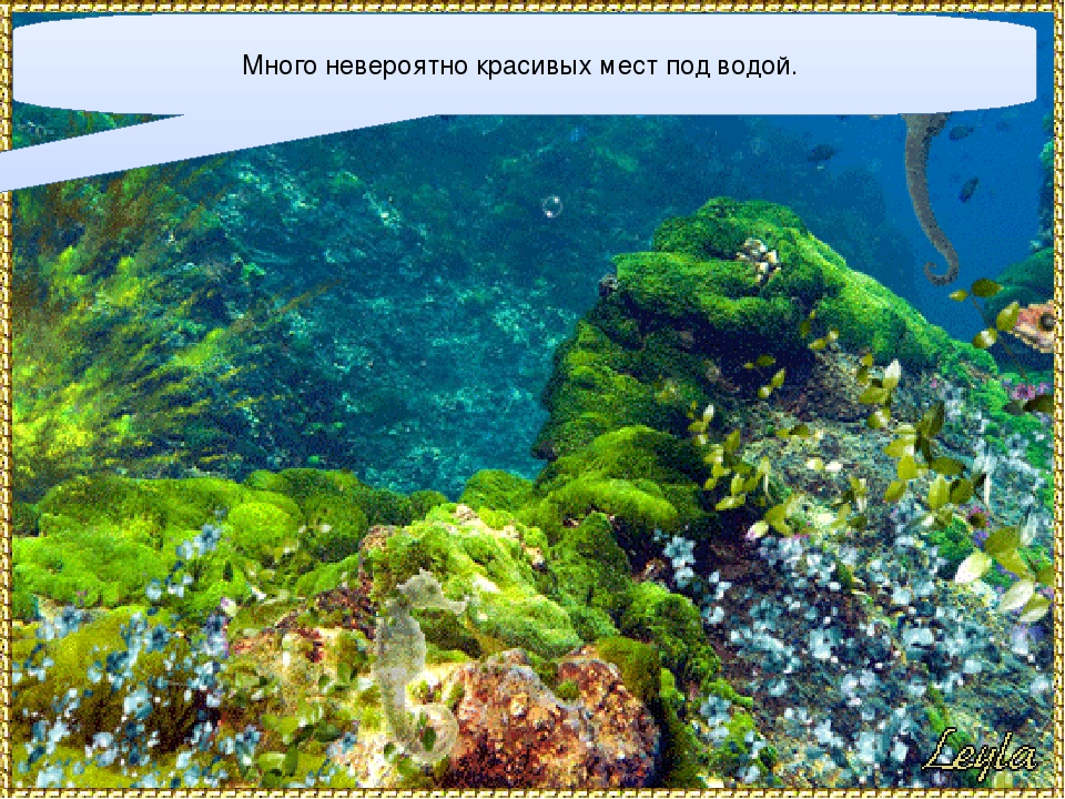 Презентация для детей старшего дошкольного возраста "Подводный мир"