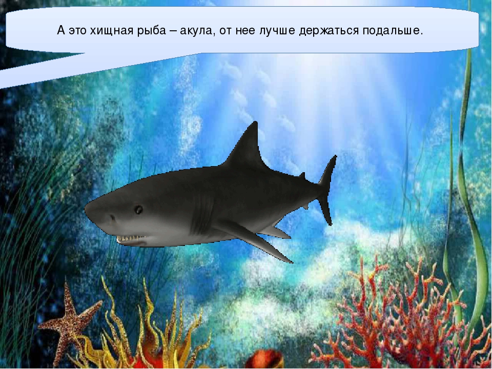 Презентация для детей старшего дошкольного возраста "Подводный мир"