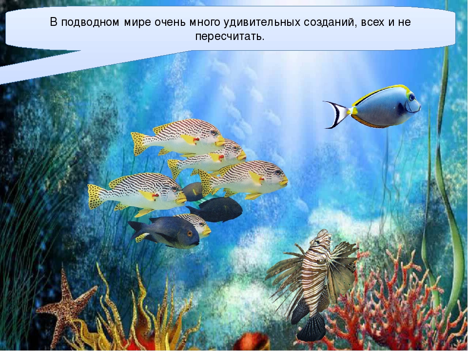 Презентация для детей старшего дошкольного возраста "Подводный мир"