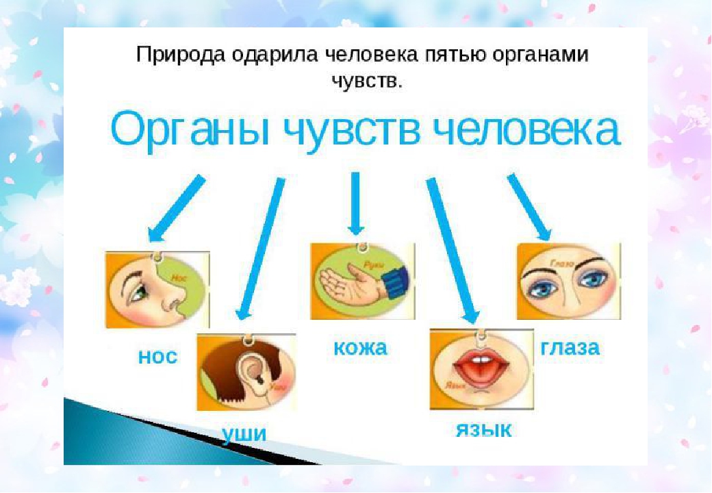 Презентация на тему: "наши помощники-органы чувств"