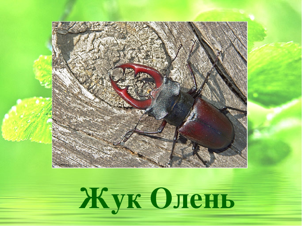 Презентация по ознакомлению с окружающим "Жук-олень"