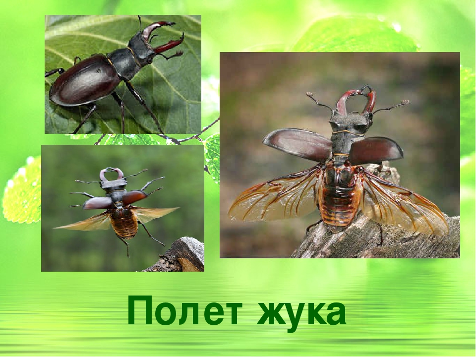 Презентация по ознакомлению с окружающим "Жук-олень"