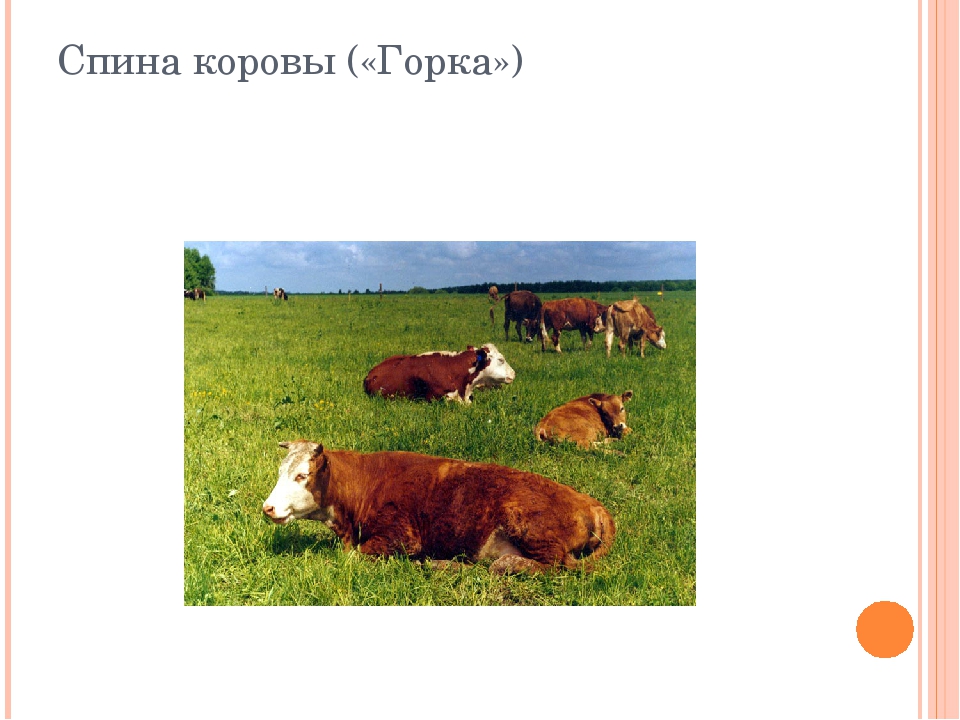 Презентация по логопедии "Артикуляционная гимнастика "Сельский двор"