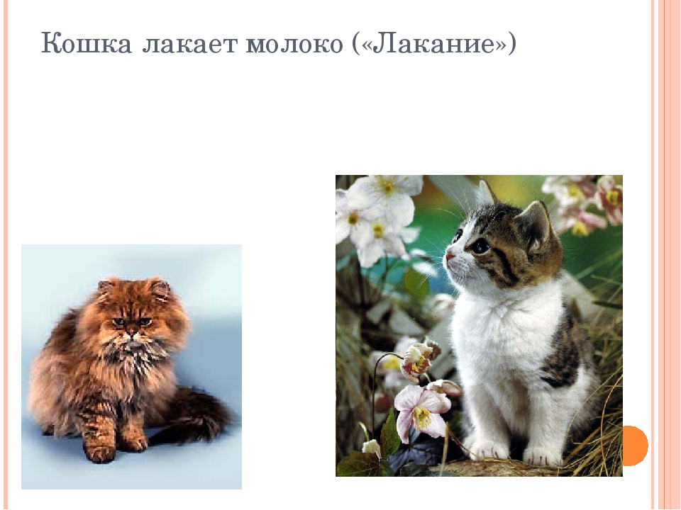 Презентация по логопедии "Артикуляционная гимнастика "Сельский двор"
