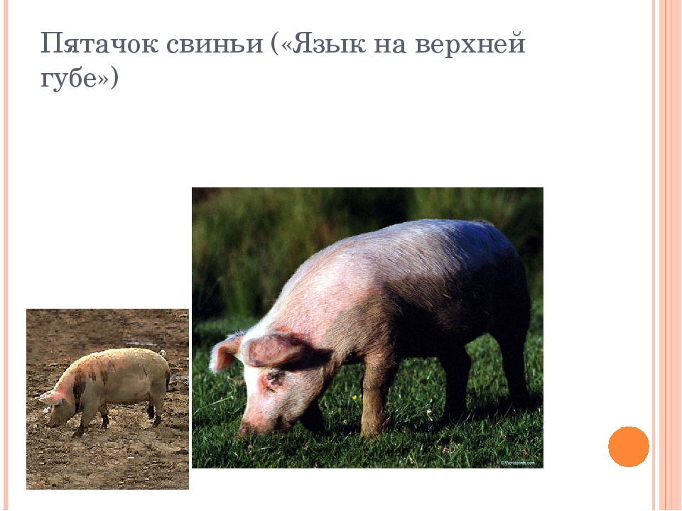 Презентация по логопедии "Артикуляционная гимнастика "Сельский двор"