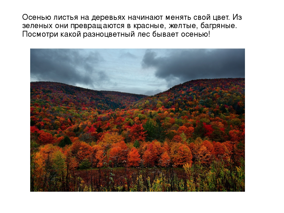 Презентация для детей "Здравствуй, осень!"