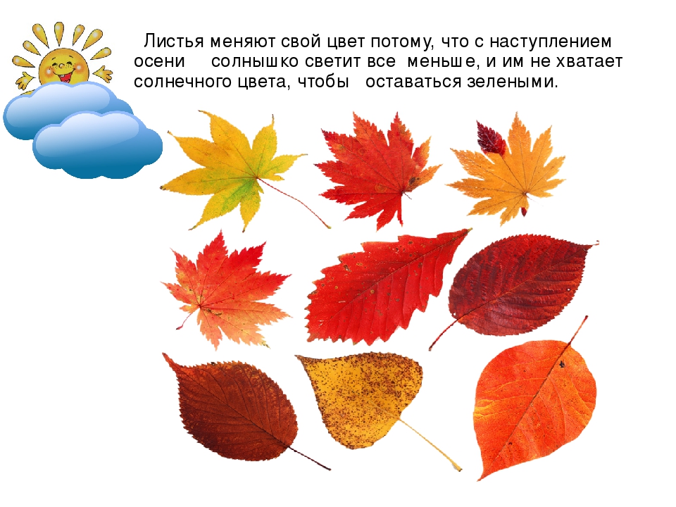 Презентация для детей "Здравствуй, осень!"