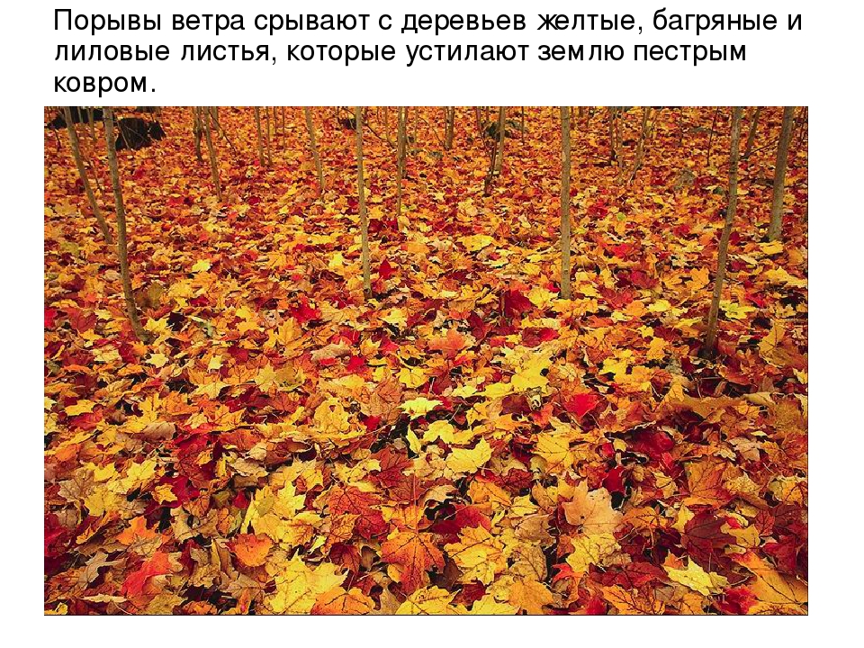 Презентация для детей "Здравствуй, осень!"