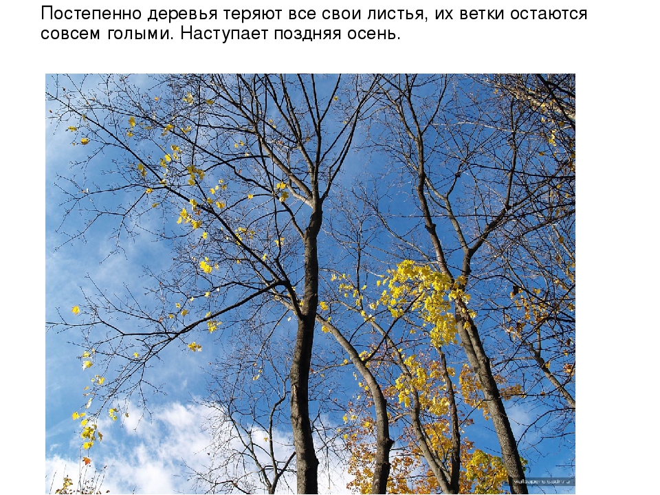 Презентация для детей "Здравствуй, осень!"