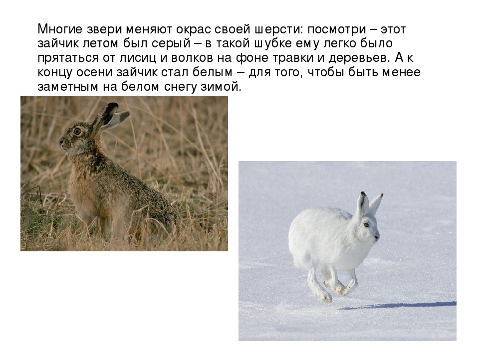 Презентация для детей "Здравствуй, осень!"