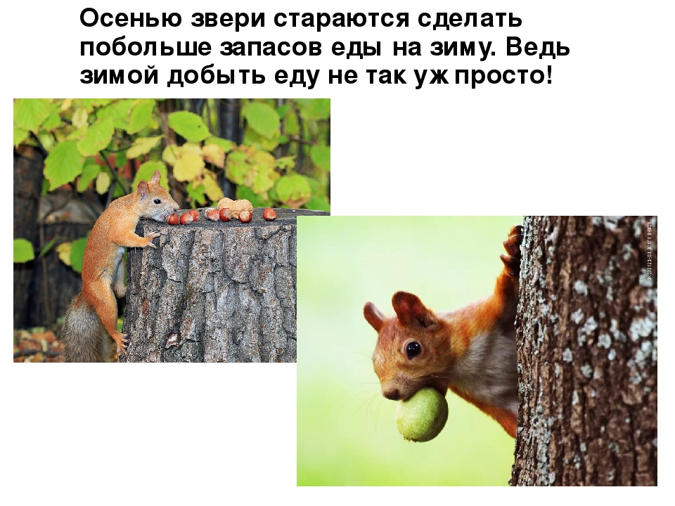 Презентация для детей "Здравствуй, осень!"