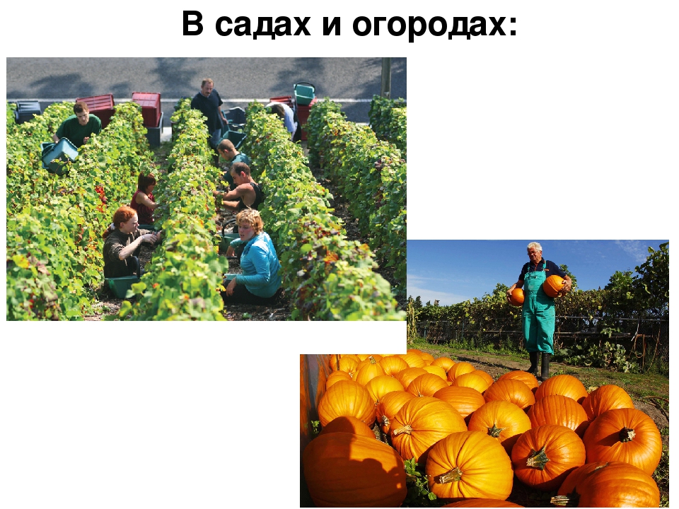 Презентация для детей "Здравствуй, осень!"