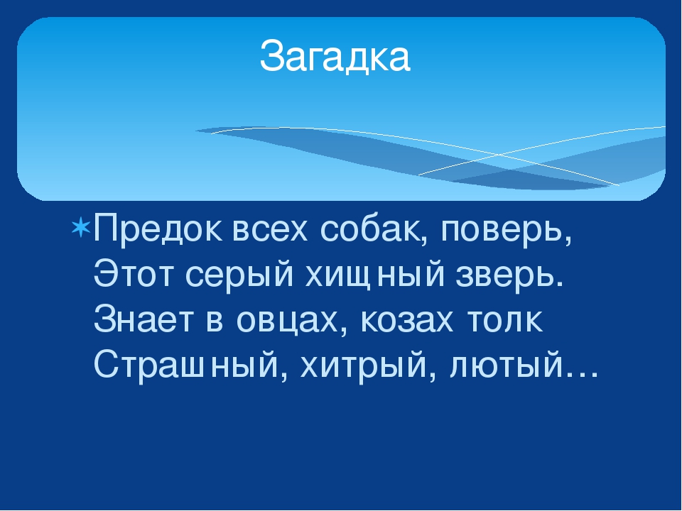 Изучаем лесных животных. Урман хайваннар ойрэнэбез