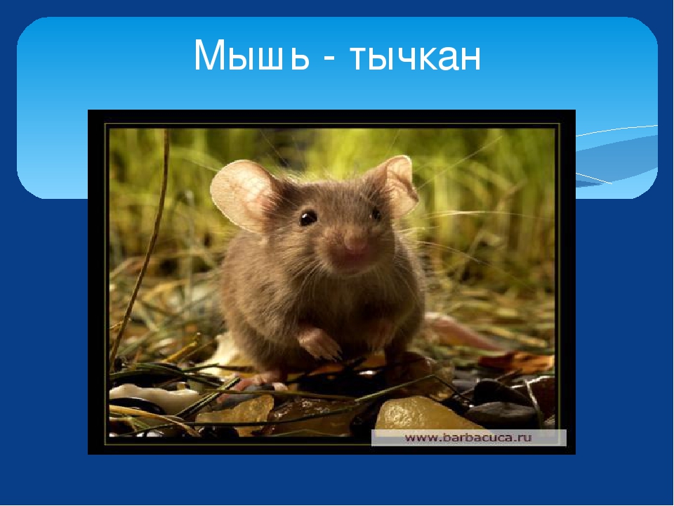 Изучаем лесных животных. Урман хайваннар ойрэнэбез