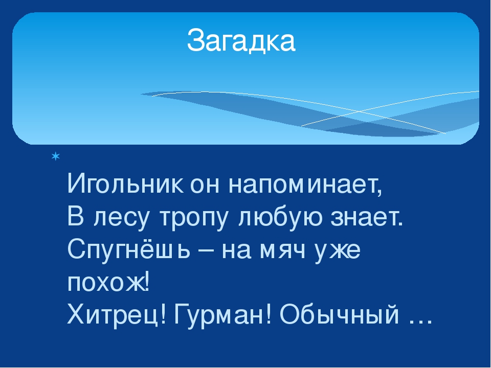 Изучаем лесных животных. Урман хайваннар ойрэнэбез