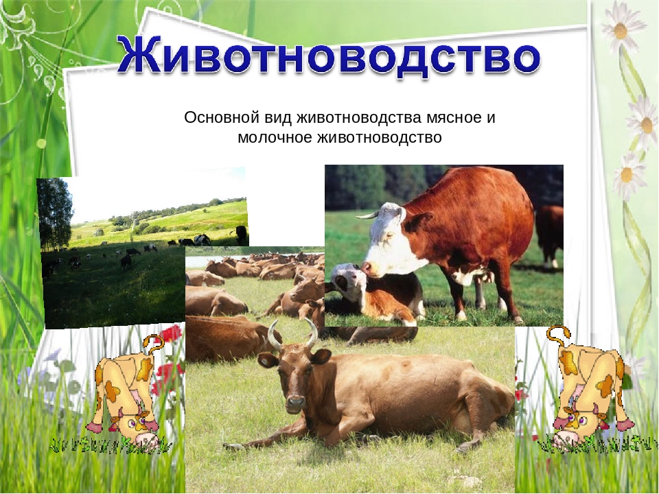 Презентация по познавательному развитию на тему "Сельскохозяйственные профессии"