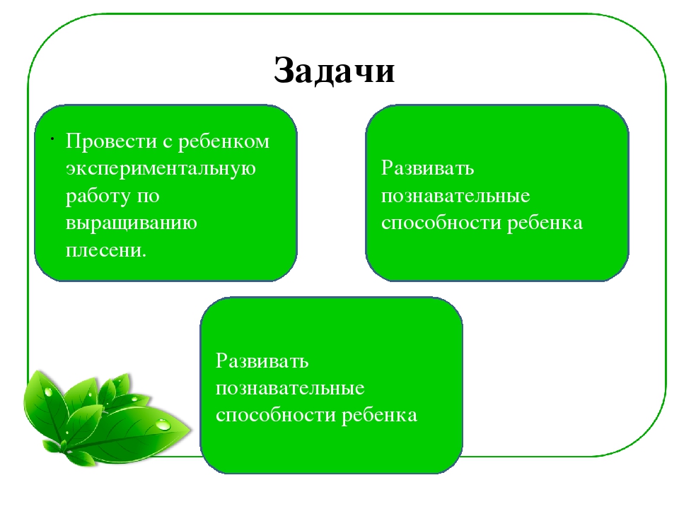 Семейный экологический проект «ЧТО ТАКОЕ ПЛЕСЕНЬ?»