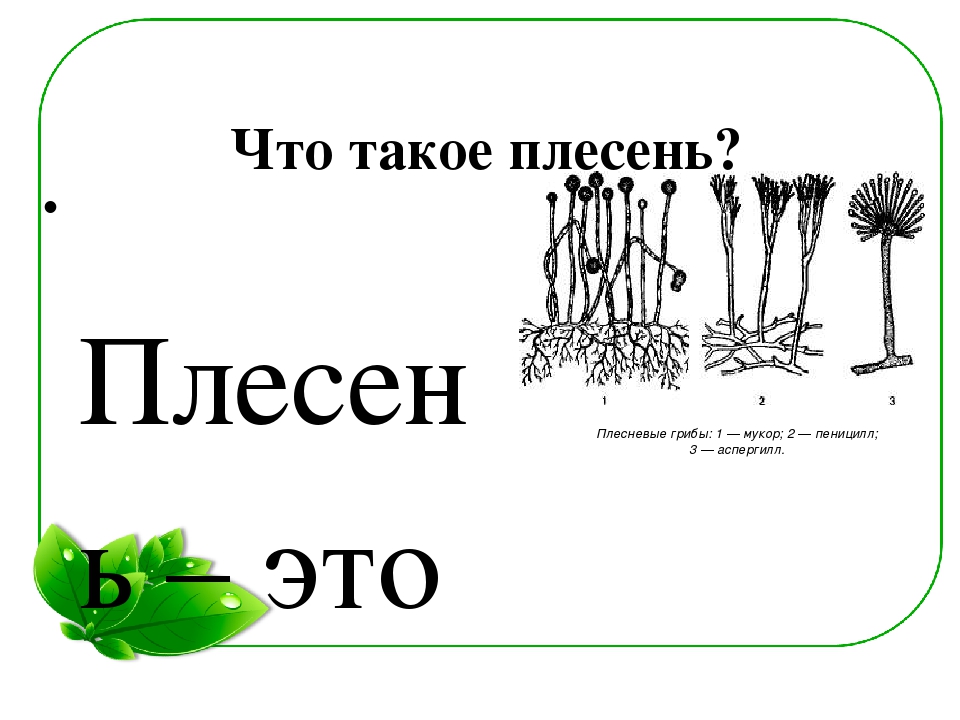 Семейный экологический проект «ЧТО ТАКОЕ ПЛЕСЕНЬ?»