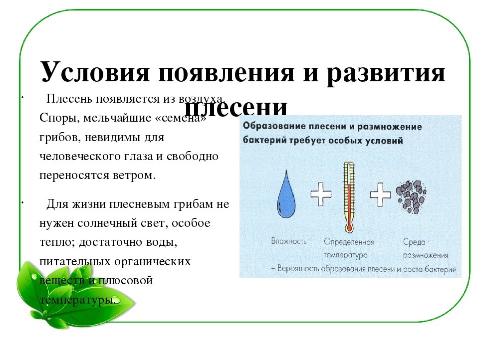 Семейный экологический проект «ЧТО ТАКОЕ ПЛЕСЕНЬ?»