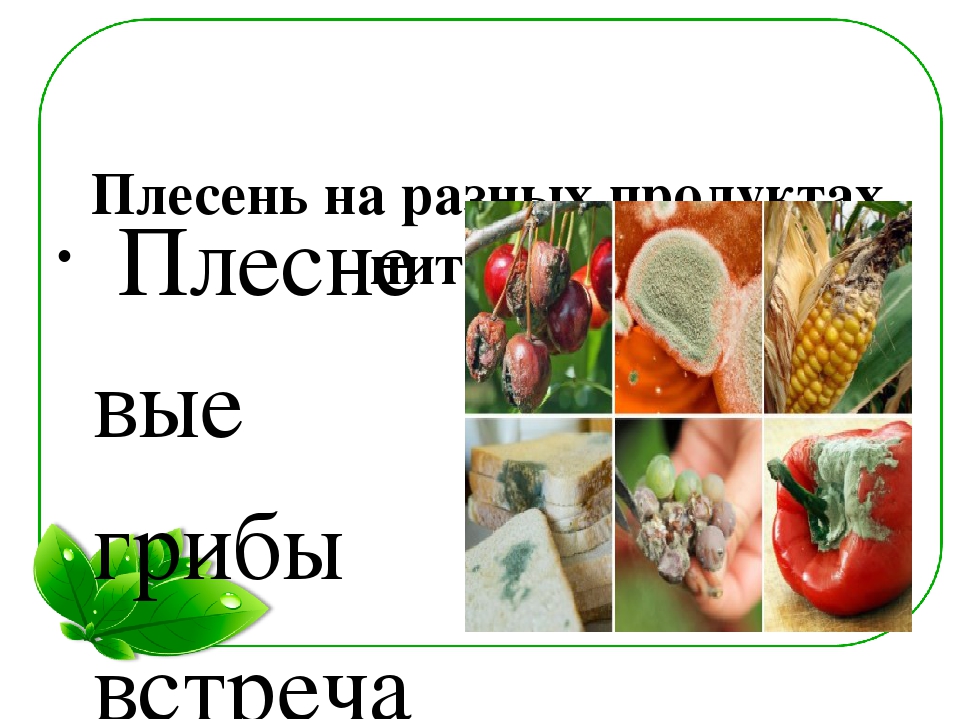 Семейный экологический проект «ЧТО ТАКОЕ ПЛЕСЕНЬ?»
