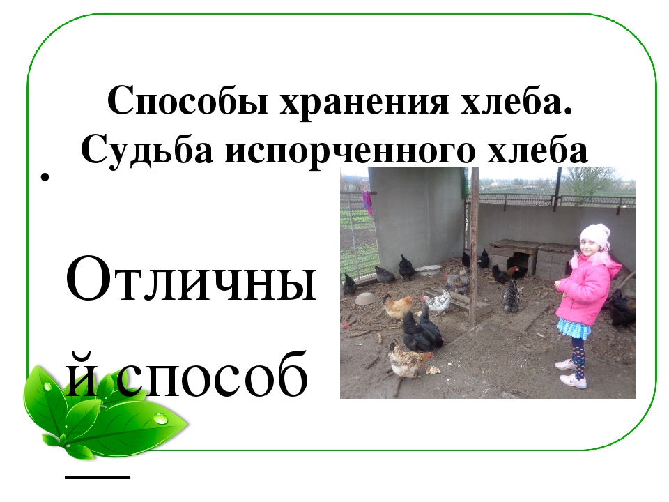 Семейный экологический проект «ЧТО ТАКОЕ ПЛЕСЕНЬ?»