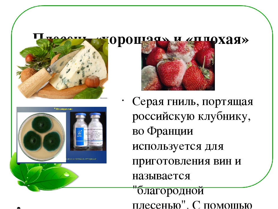 Семейный экологический проект «ЧТО ТАКОЕ ПЛЕСЕНЬ?»