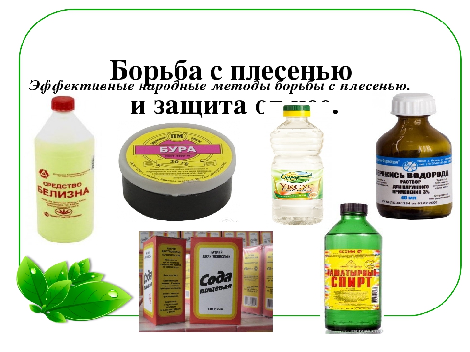 Семейный экологический проект «ЧТО ТАКОЕ ПЛЕСЕНЬ?»
