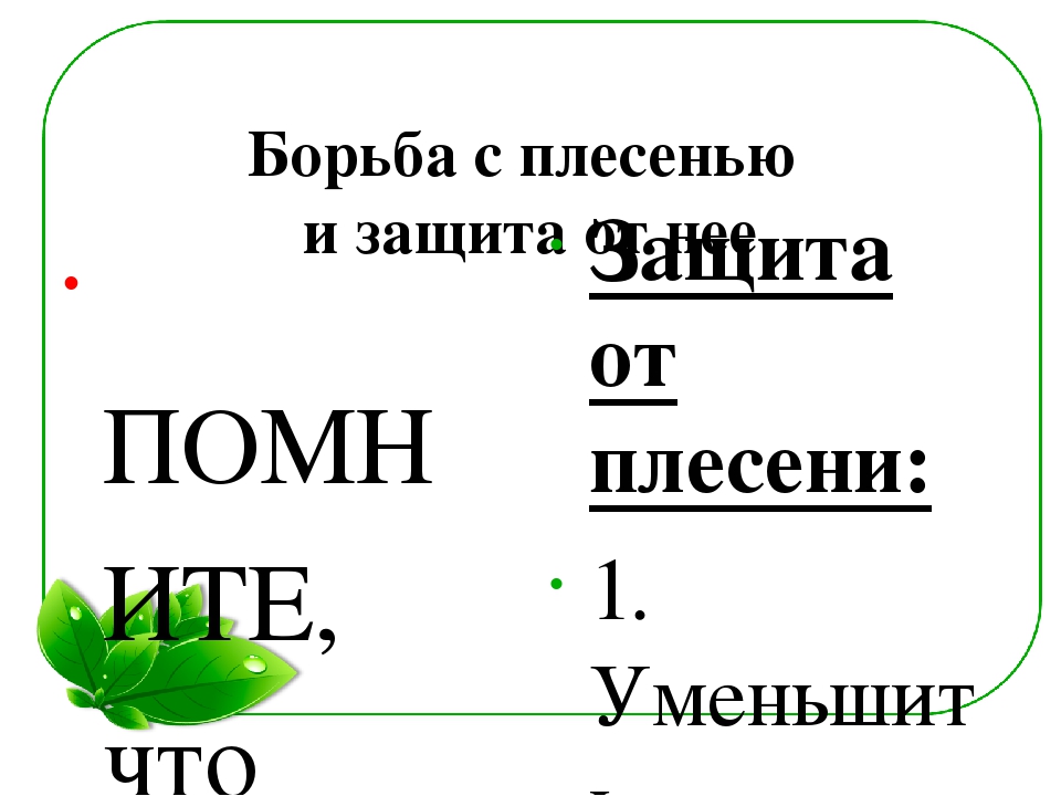Семейный экологический проект «ЧТО ТАКОЕ ПЛЕСЕНЬ?»