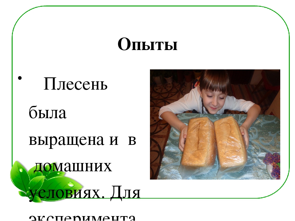 Семейный экологический проект «ЧТО ТАКОЕ ПЛЕСЕНЬ?»
