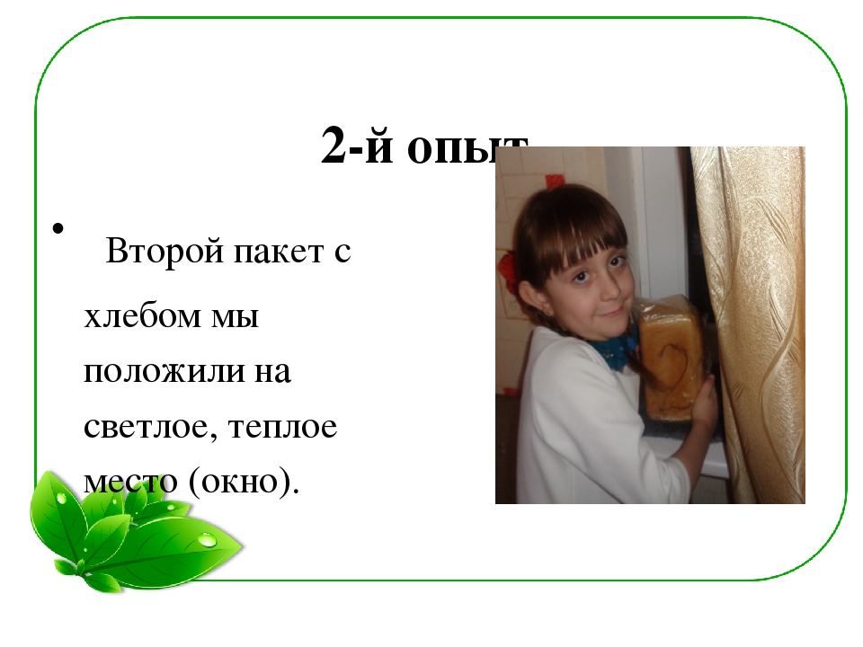 Семейный экологический проект «ЧТО ТАКОЕ ПЛЕСЕНЬ?»