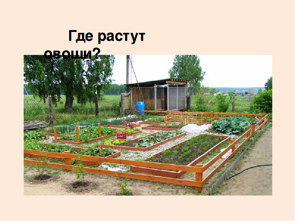 Презентация "Овощи" для познавательного развития детей второй младшей группы