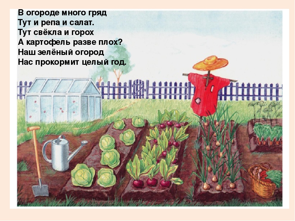 Презентация "Овощи" для познавательного развития детей второй младшей группы