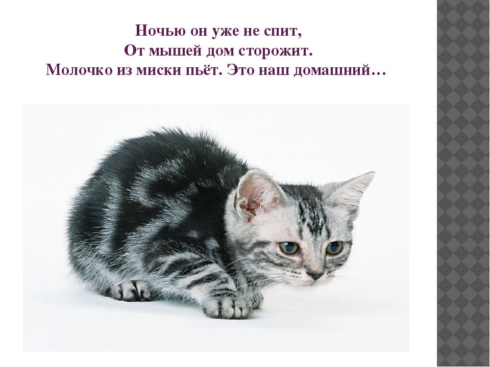 Презентация "Домашние животные" для познавательного развития детей второй младшей группы