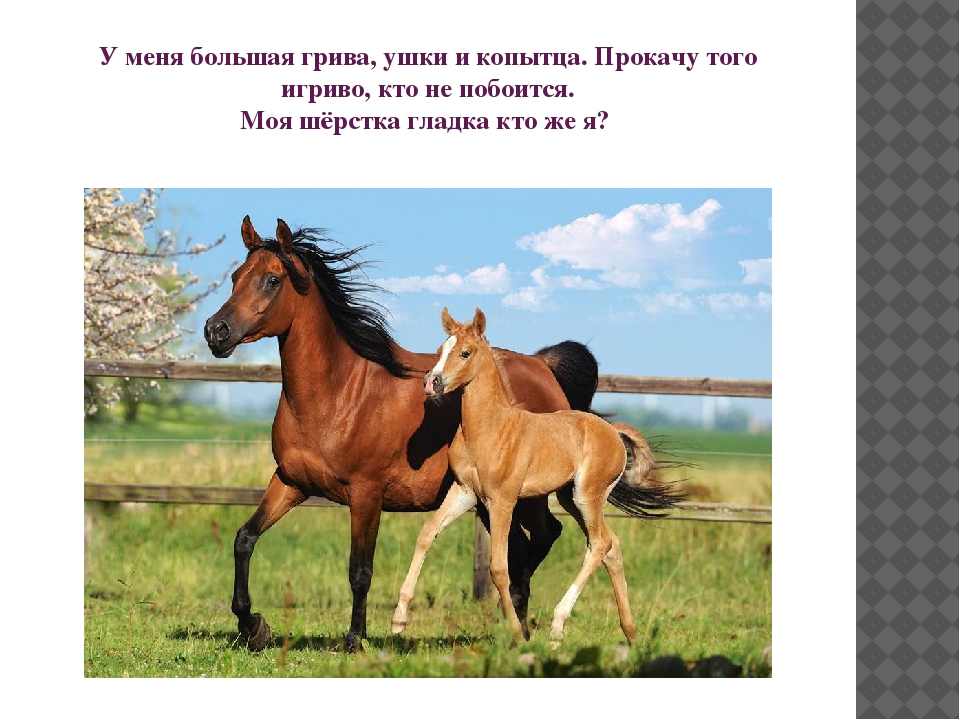 Презентация "Домашние животные" для познавательного развития детей второй младшей группы
