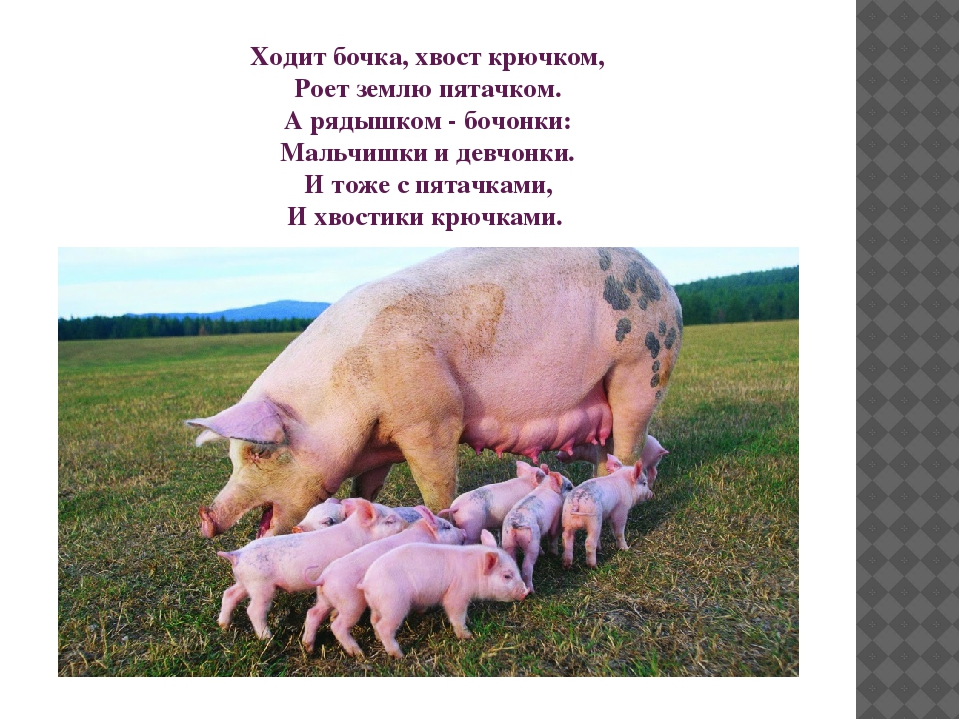 Презентация "Домашние животные" для познавательного развития детей второй младшей группы