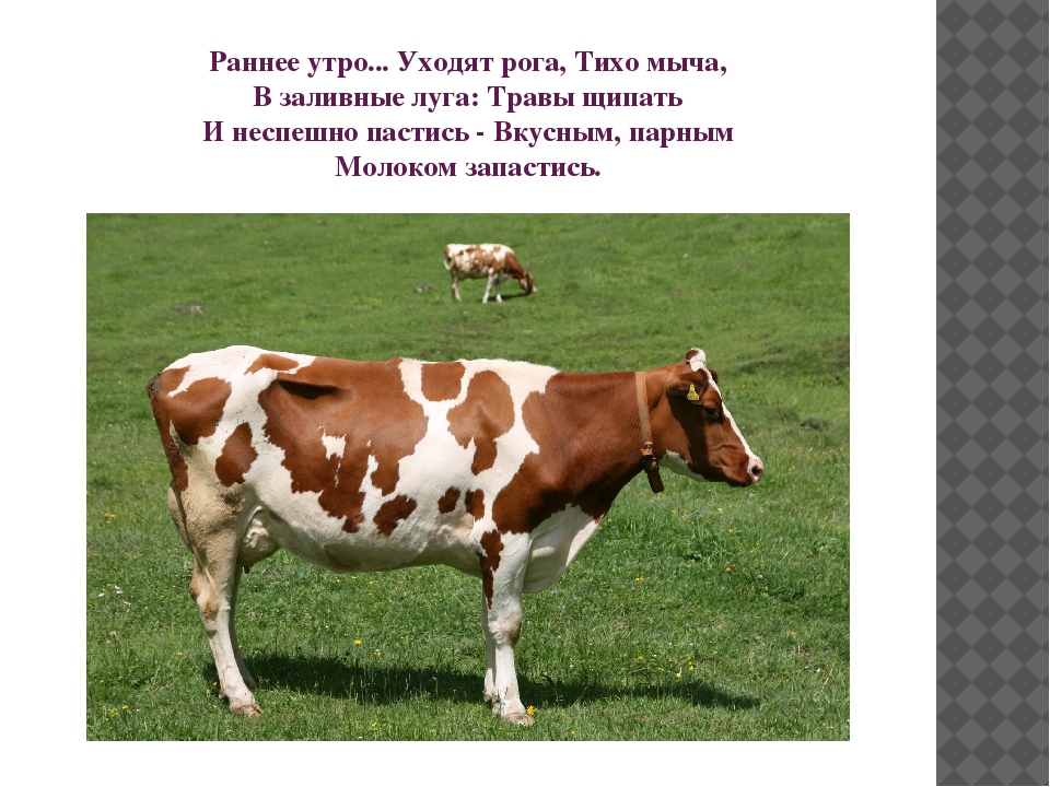 Презентация "Домашние животные" для познавательного развития детей второй младшей группы