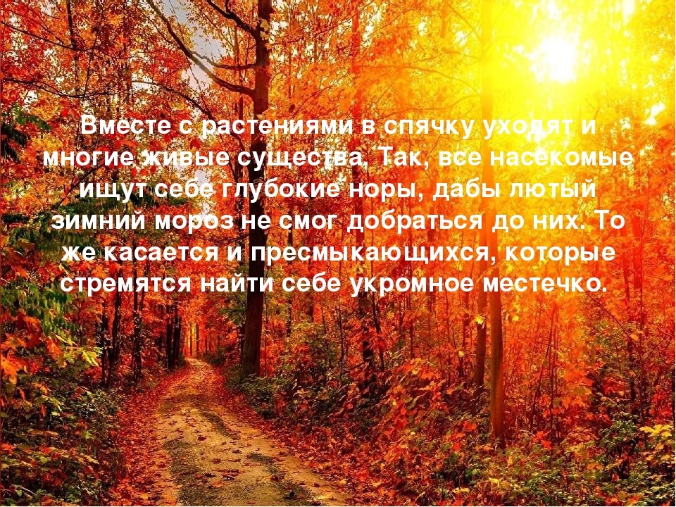 Презентация на тему "Осень"