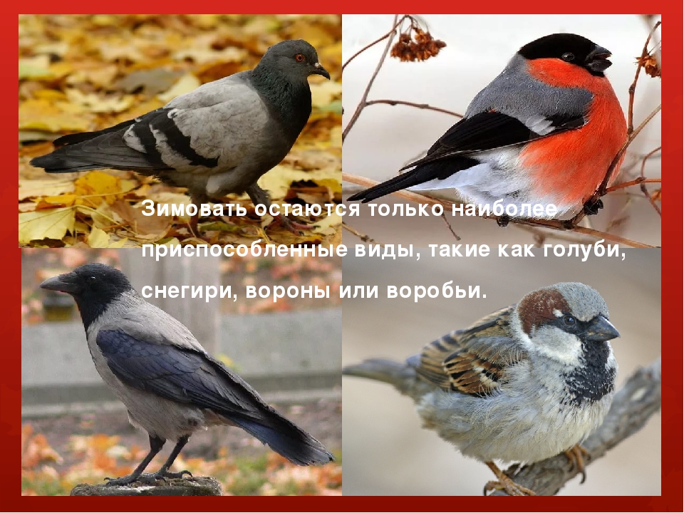 Презентация на тему "Осень"