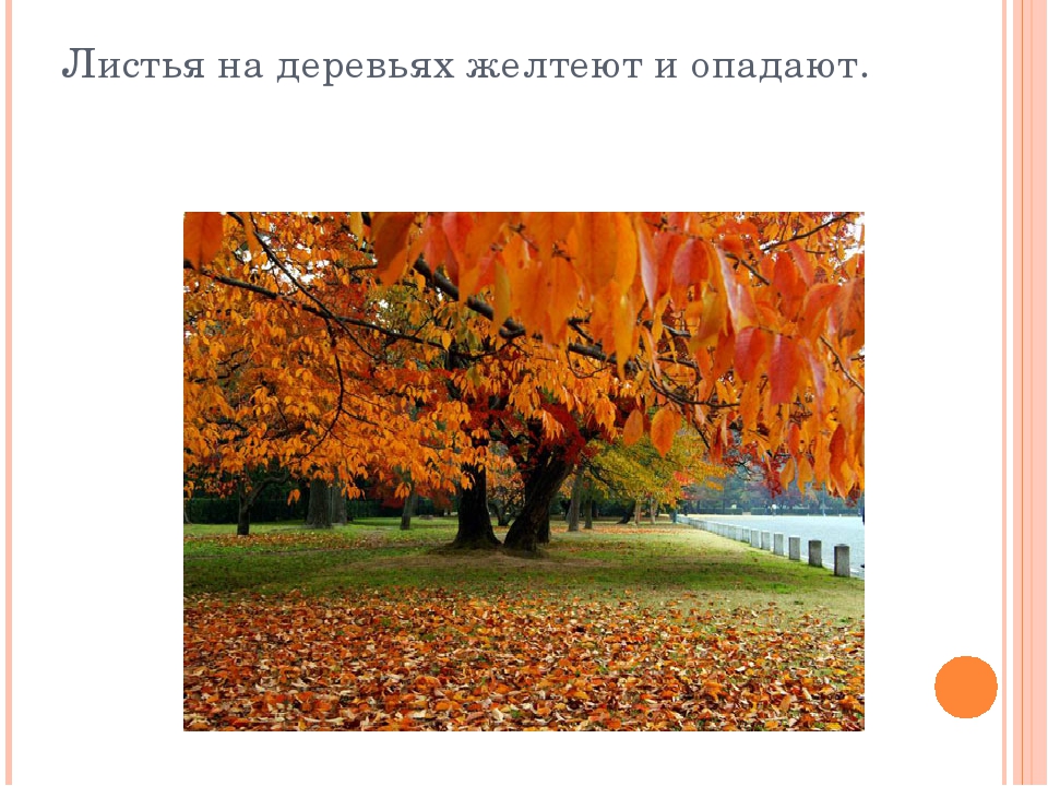 Презентация дет. сад на тему "Осень" 2 младшая-средняя группа.