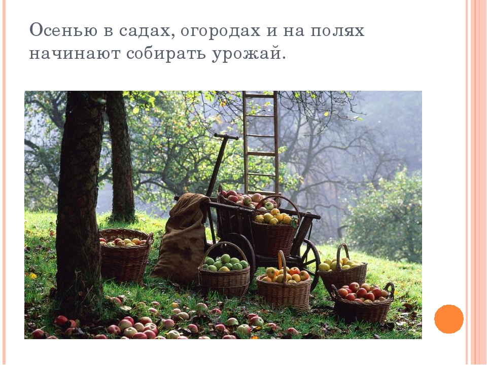 Презентация дет. сад на тему "Осень" 2 младшая-средняя группа.