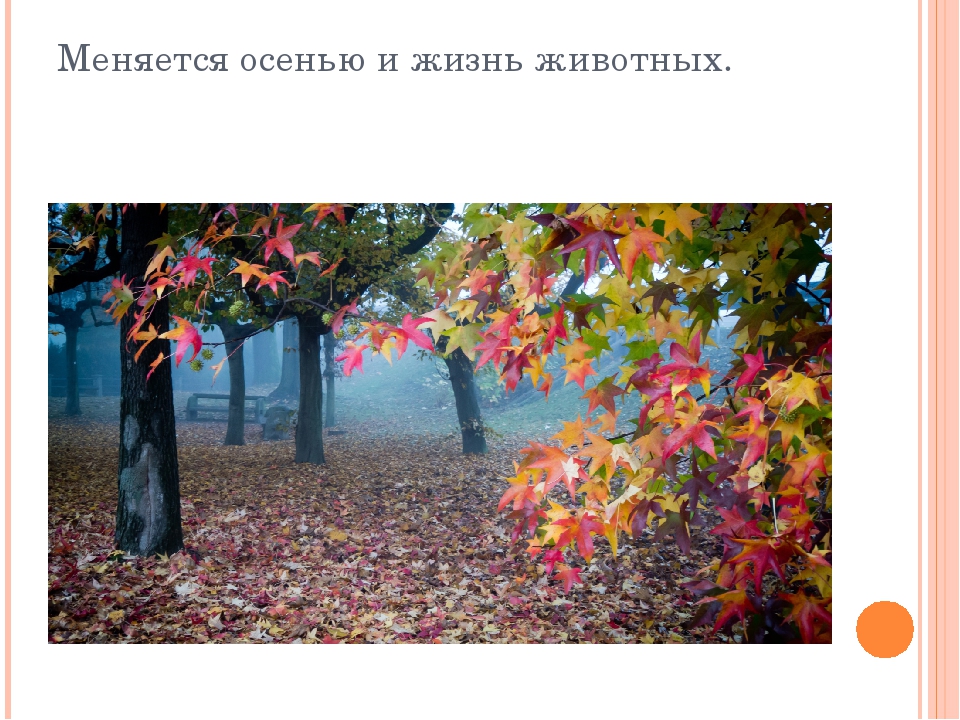Презентация дет. сад на тему "Осень" 2 младшая-средняя группа.