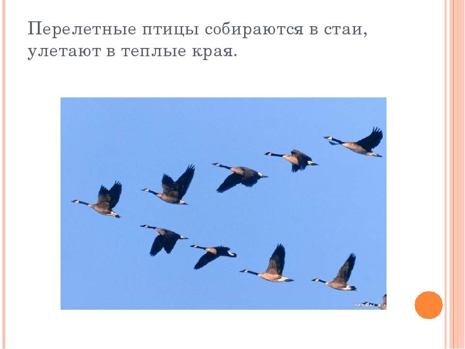 Презентация дет. сад на тему "Осень" 2 младшая-средняя группа.