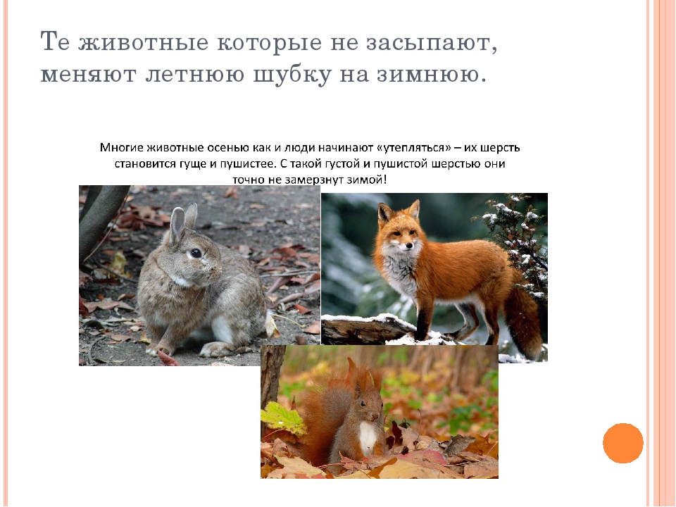 Презентация дет. сад на тему "Осень" 2 младшая-средняя группа.