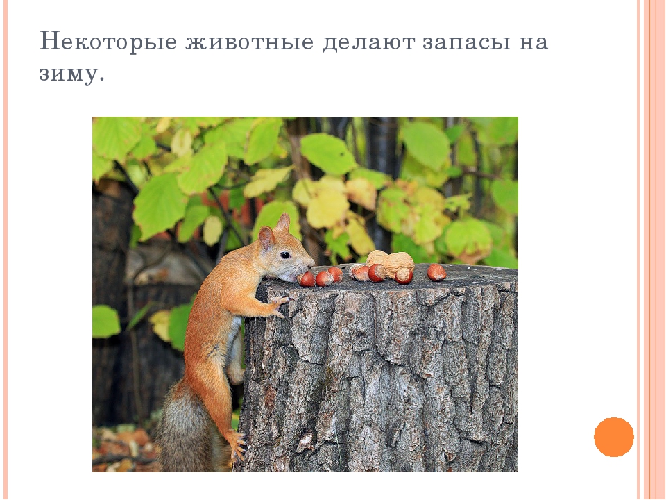 Презентация дет. сад на тему "Осень" 2 младшая-средняя группа.