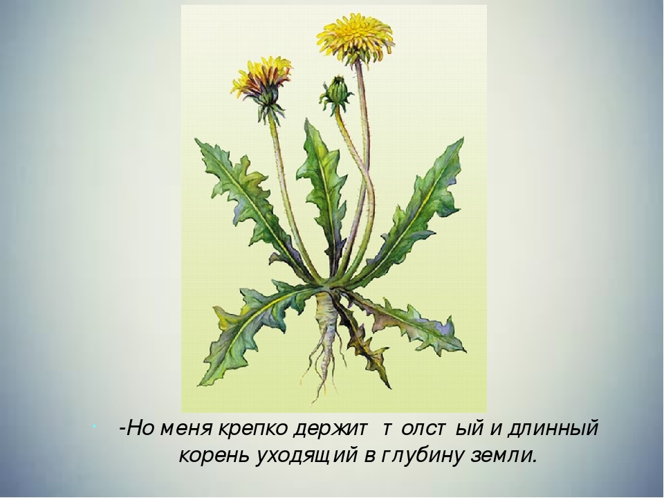 Презентация по экологии сказка "Добрый одуванчик"