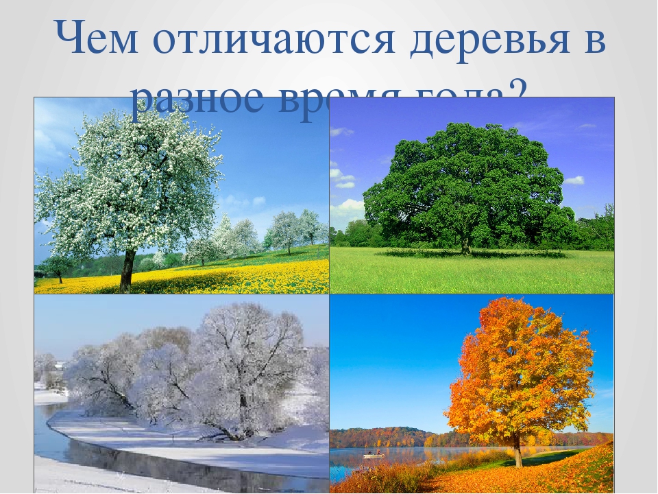 Презентация к занятию в средней группе "Сказочное дерево"