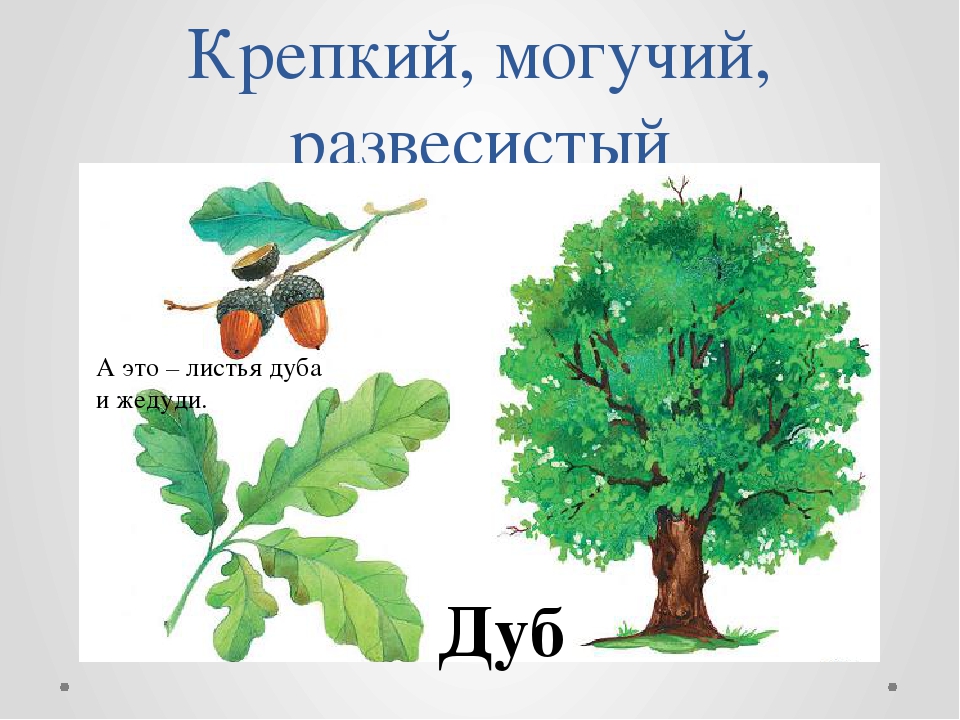 Презентация к занятию в средней группе "Сказочное дерево"