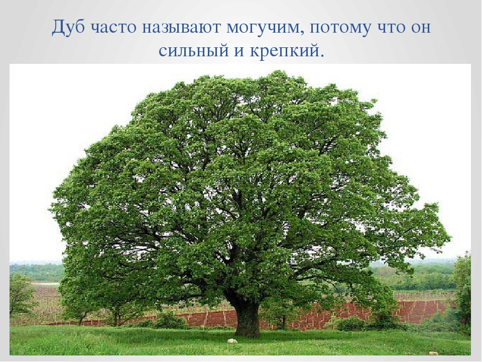 Презентация к занятию в средней группе "Сказочное дерево"