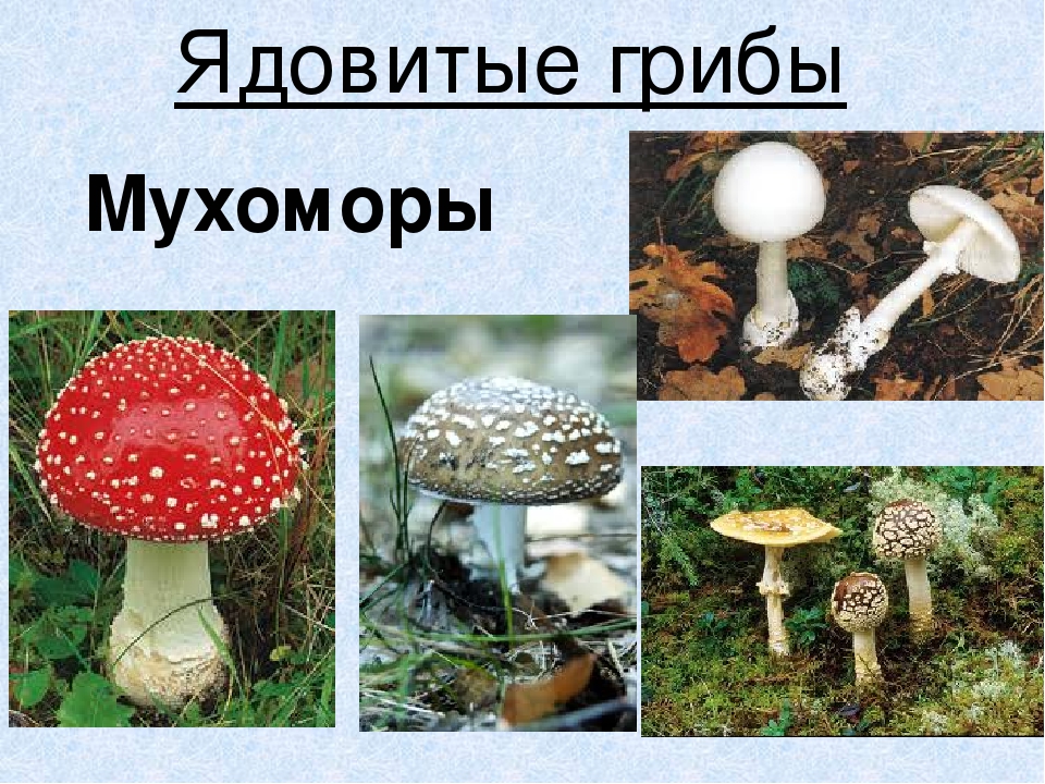 Презентация по экологическому воспитанию"Съедобные и ядовитые грибы"