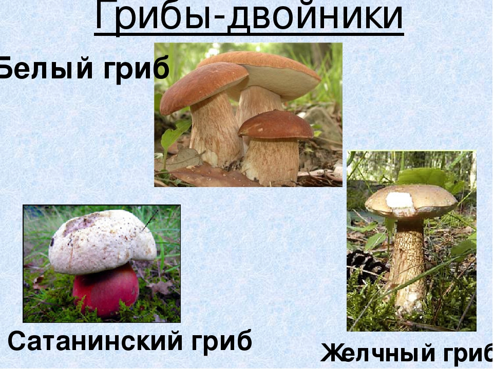 Презентация по экологическому воспитанию"Съедобные и ядовитые грибы"
